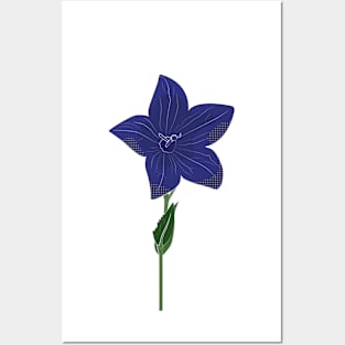 Flora Vignette: Chinese Bellflower Posters and Art